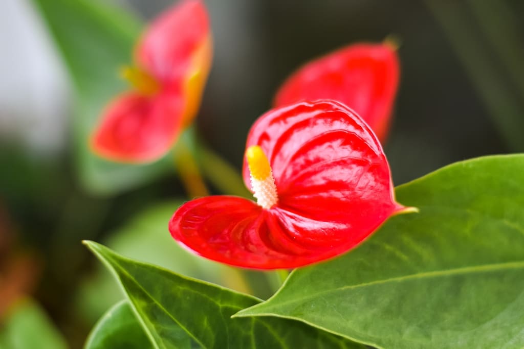 anthurium andreanum facil cuidar