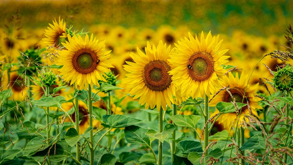 girasoles significado