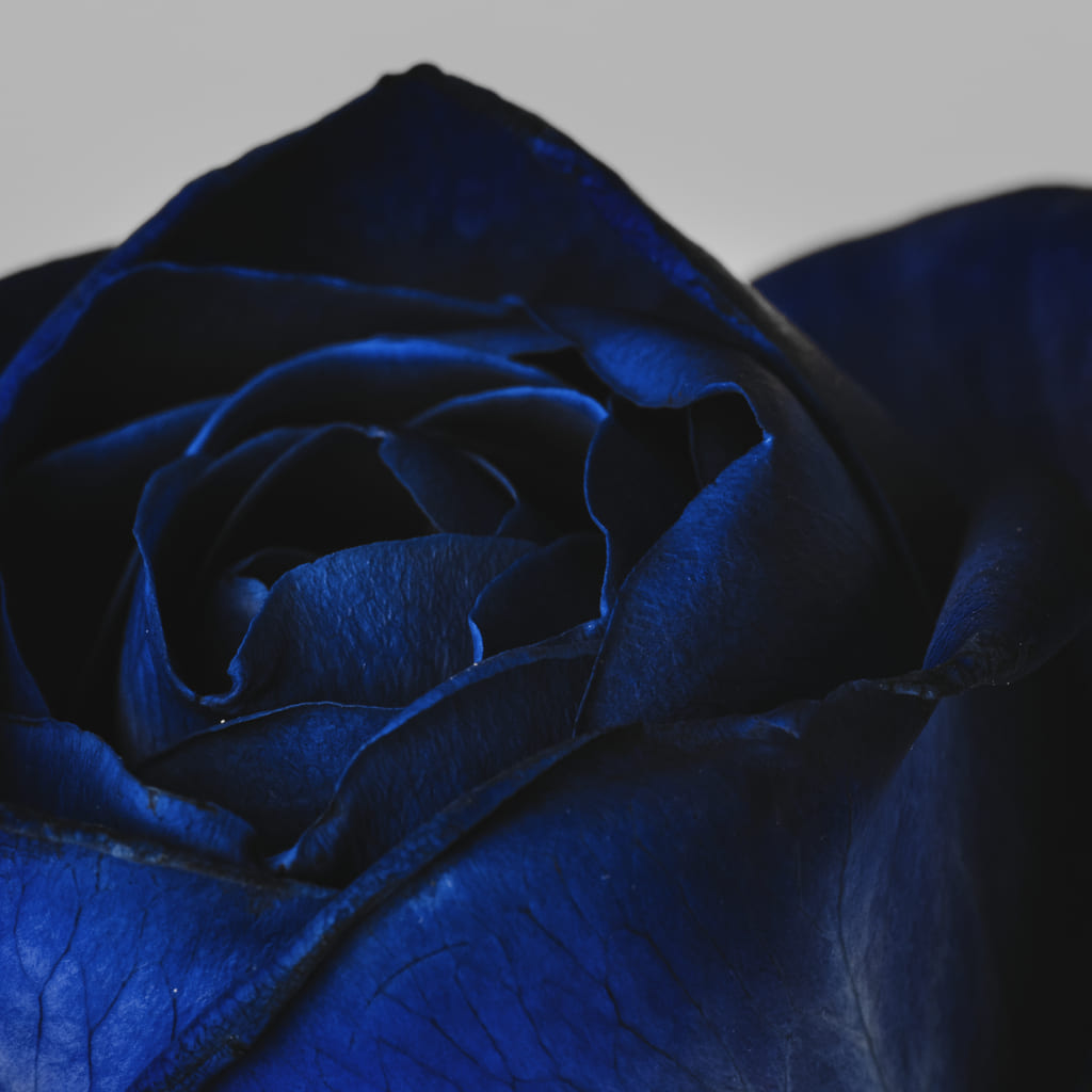 rosas azules simbolismo