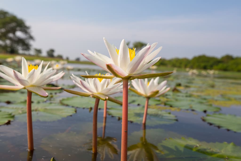 significado flor loto budismo