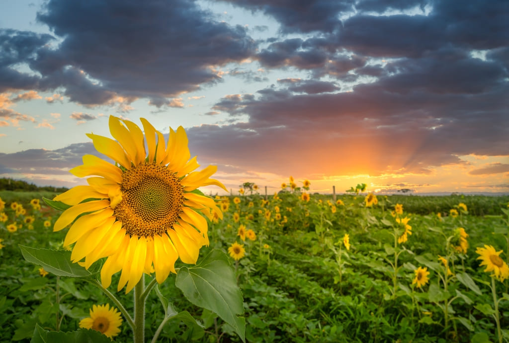 significado girasoles