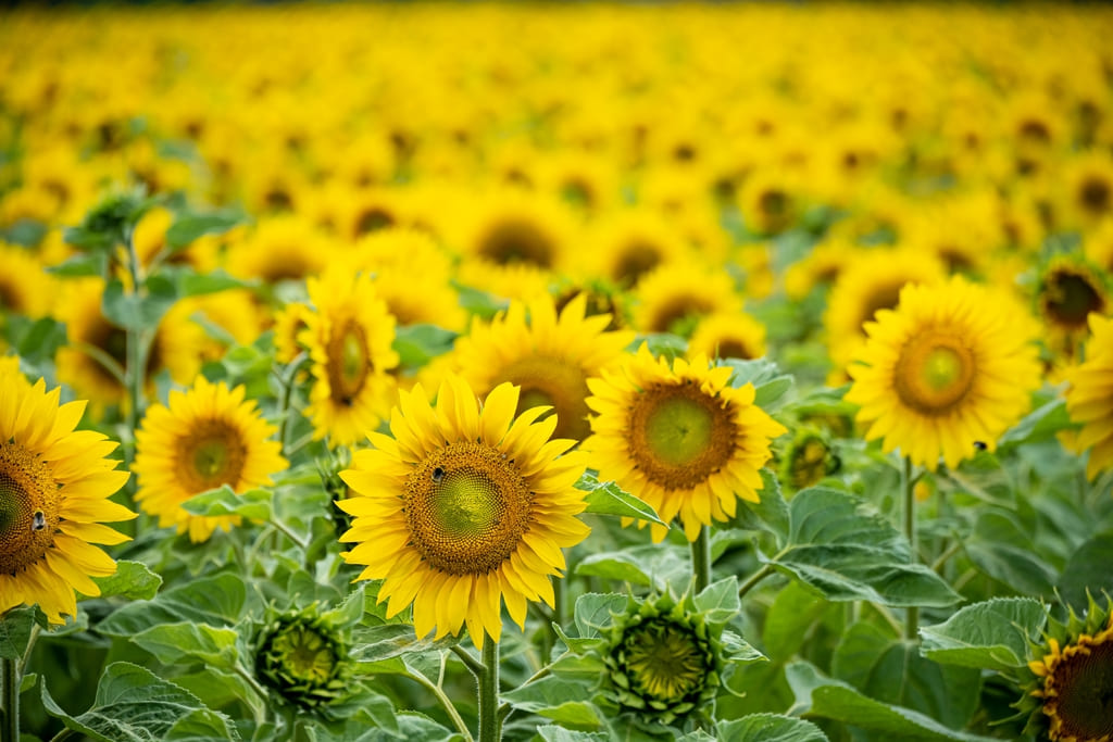 simbolismo girasoles