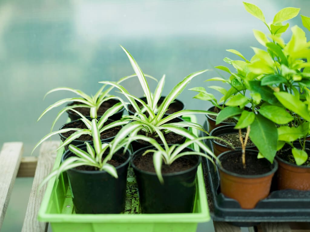 some potted spider plants 2022 03 04 01 50 22 utc