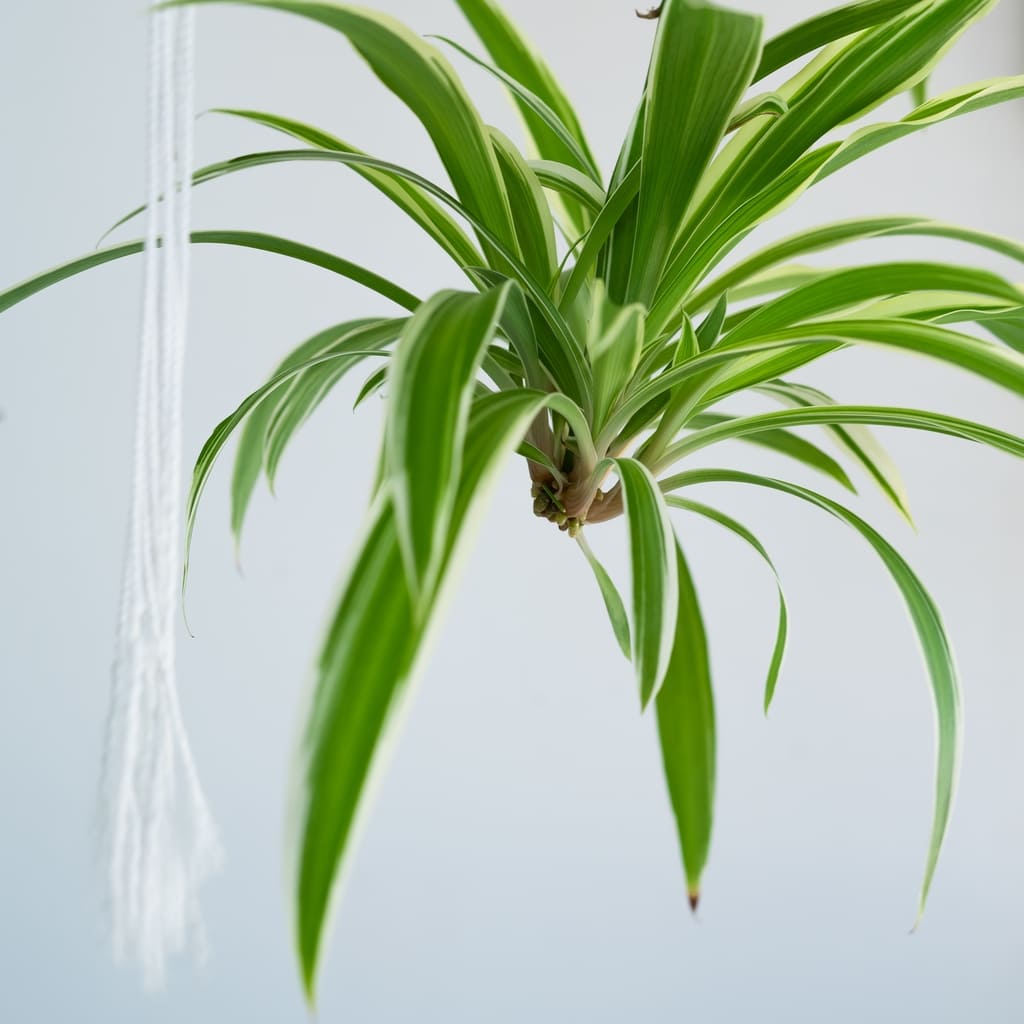 spider plant baby hanging 2022 11 14 11 37 42 utc11