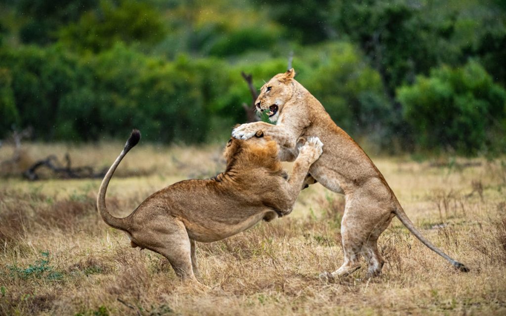 sueno leones luchando