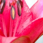 Azucena: Simbolismo y cuidados de una flor espectacular