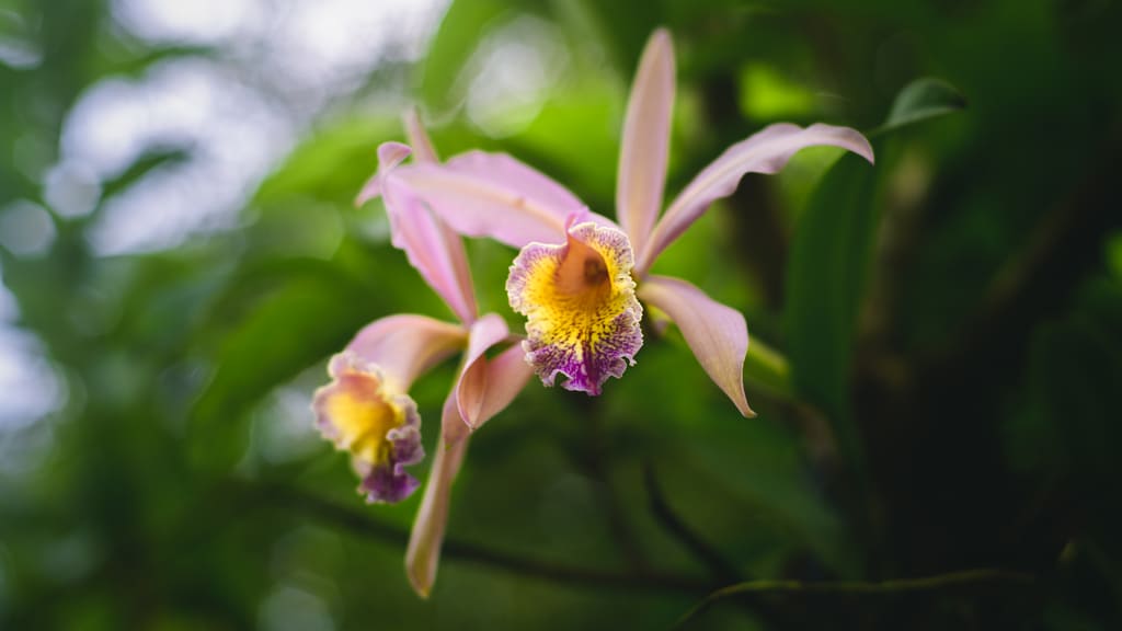 cattleya flor nacional colombia