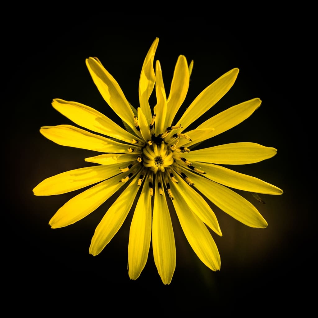 flores amarillas culturas