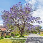 Jacaranda, el árbol púrpura