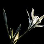 Nardo: simbolismo, consejos y cuidados de la flor del verano