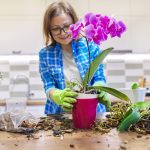 Descubre el fascinante significado de la orquídea