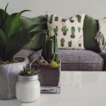 Descubre las mejores plantas de interior para decorar tu hogar