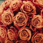 Descubre el significado de las rosas naranjas