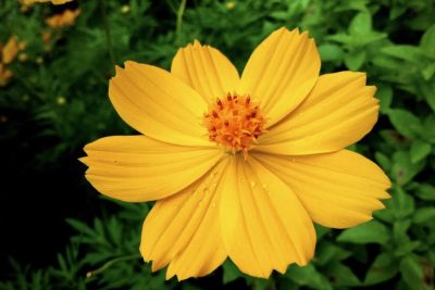 significado flores amarillas
