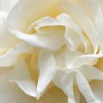 Significado de las Rosas Blancas