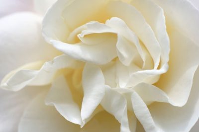 significado rosas blancas