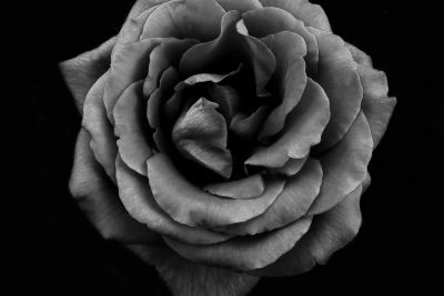 significado rosas negras