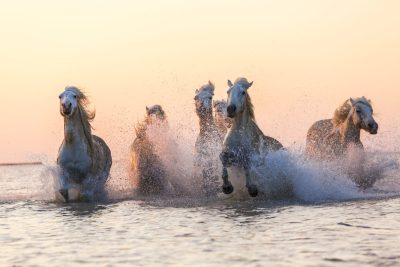 significado sonar caballos corriendo agua