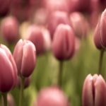 Descubre el fascinante significado detrás de los tulipanes