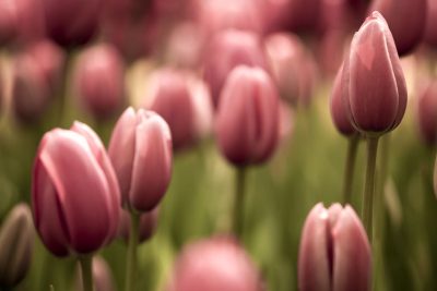 significado tulipanes