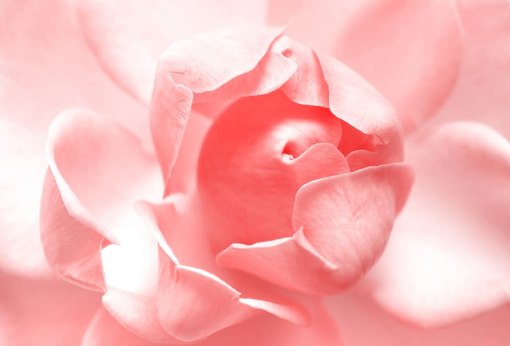 simbolismo rosas rosadas