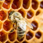 Descubre el significado de soñar con abejas