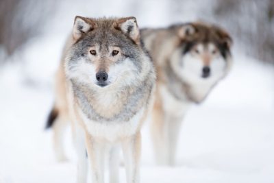 sonar con lobos