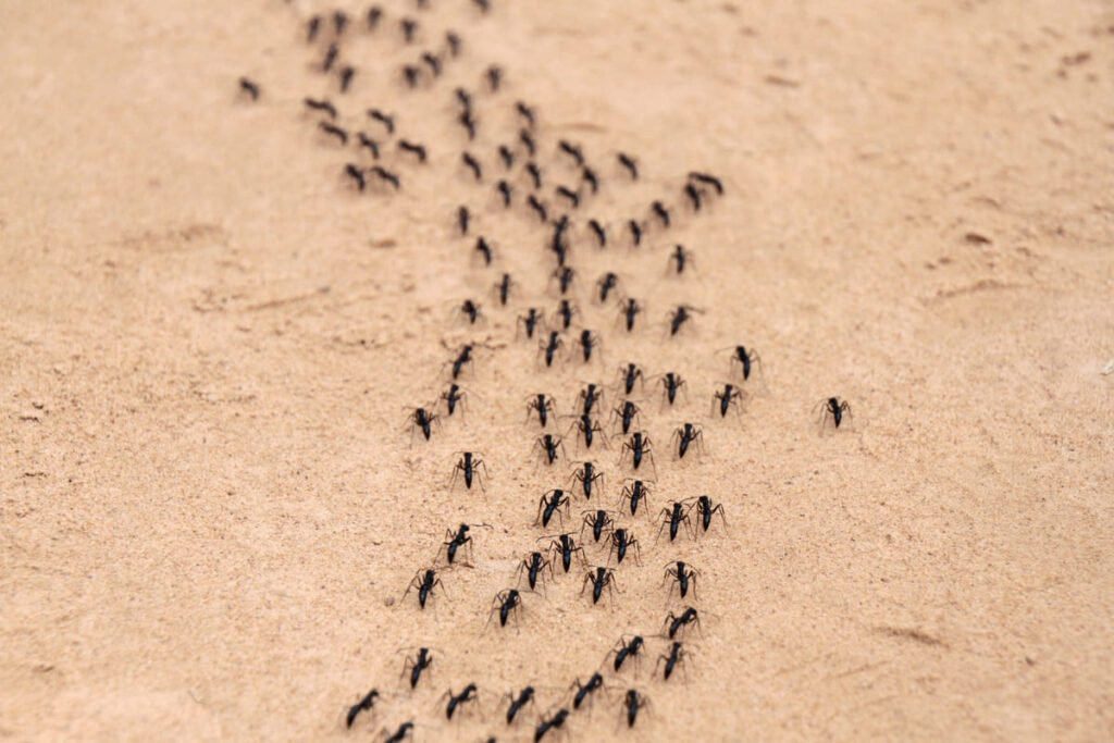 sonar hormigas