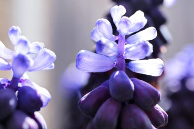 jacinto significado flor