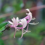Madreselva trepadora: La Flor de jardín perfecta