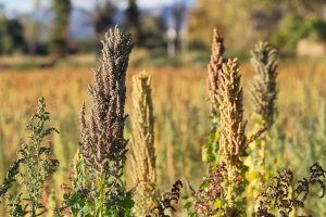 sostenibilidad quinoa