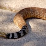 ¿Qué significa soñar con Serpientes de Cascabel?