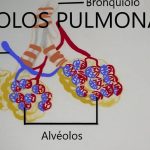 Funciones de los alvéolos en el sistema respiratorio humano