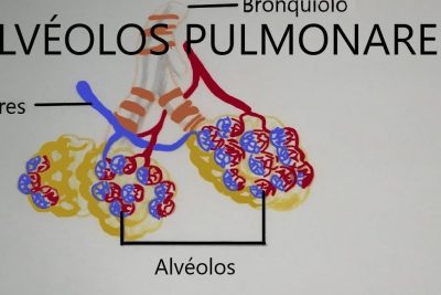 alveolos pulmonares