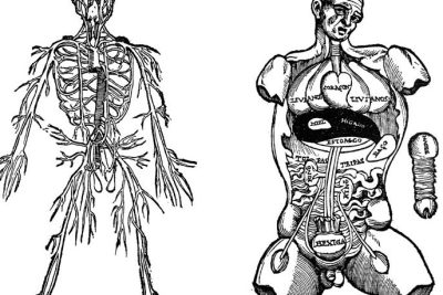 anatomia humana y relevancia