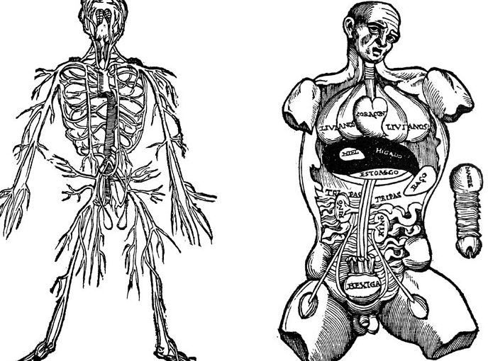 anatomia humana y relevancia