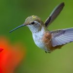 El simbolismo de soñar con colibríes: descubre su mensaje espiritual