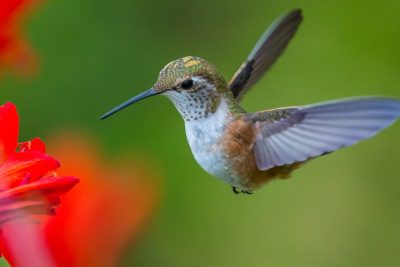 colibries en vuelo