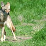 Interpretación de sueños: Significado de soñar con un coyote