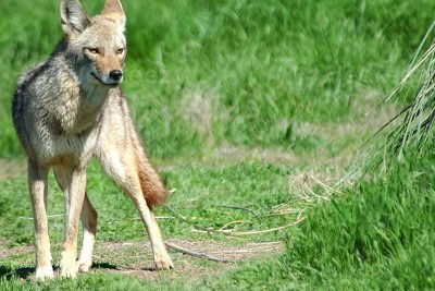 coyote en el desierto