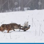 El anillo de coyote: protección y comunicación en la naturaleza