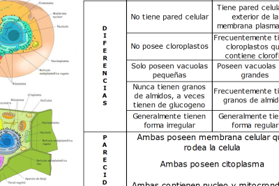 diferencias entre celula animal y vegetal caracteristicas y funciones