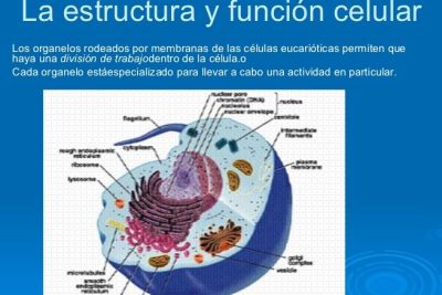 estructura celular