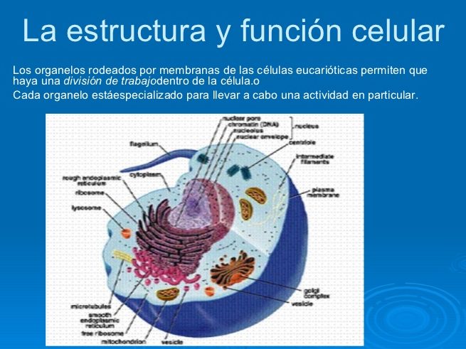 estructura celular