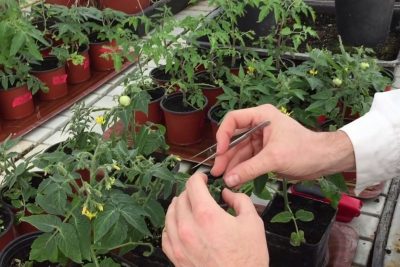 experimentos de cruzamientos de plantas