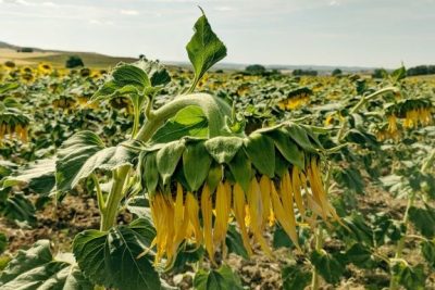 girasol en diferentes etapas
