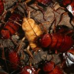 Cómo eliminar las hormigas en casa: significado y soluciones efectivas