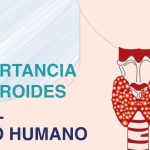 Función de las hormonas en el cuerpo humano y su definición