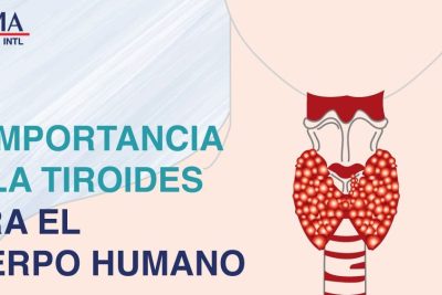 hormonas y cuerpo humano