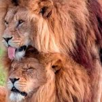 La actitud del león hacia los animales del reino animal